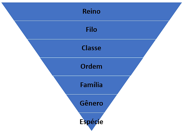 Categoria Taxonômica Pirâmide