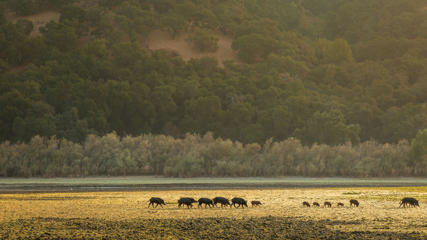 Wild hogs family gathering.jpg