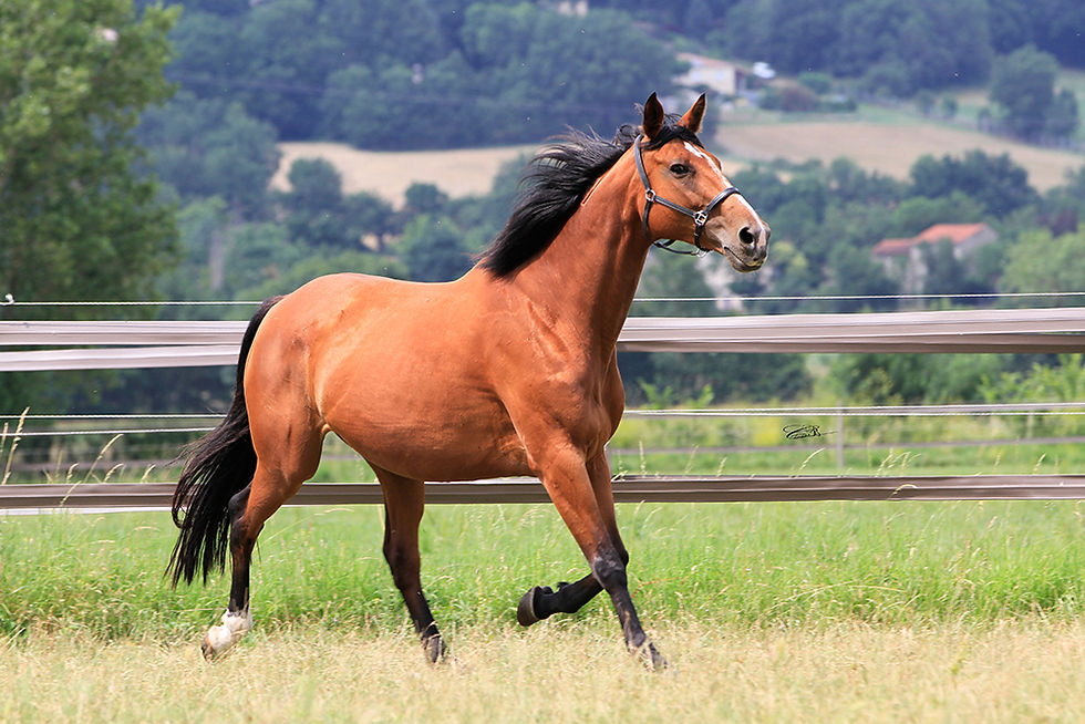 Bella du chat perché