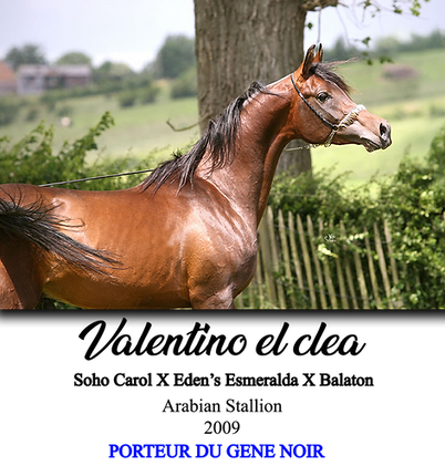 Valentino el clea, soho carol, ali jamaal, balaton, menes, stallion, étalon, PSA, pur sang arabe, élevage chevaux, endurance, 