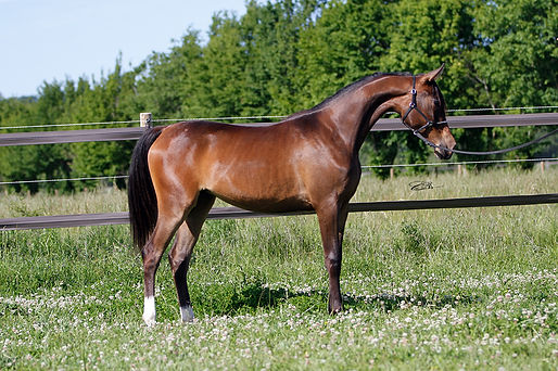 arabian, endurance,course, cheval, arabe, horse, Elevage, chevaux