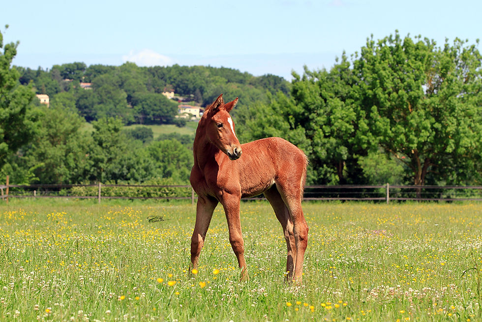 Pigalle Ashaï ( Sold Espagne )