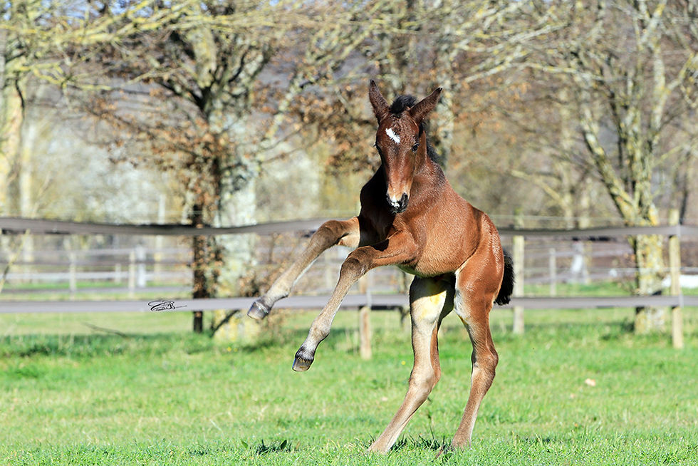 Toyga Ashaï Z ( A VENDRE )