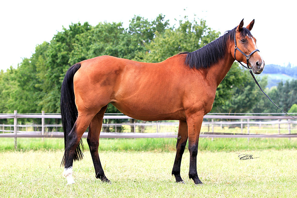 Bella du chat perché