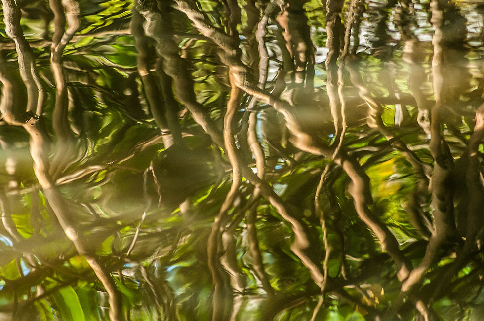Danza de manglar