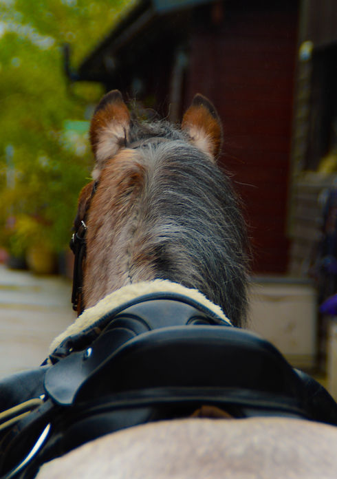 Rosie Bates - Bramble tacked up - image from behind.jpg