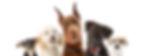 iStock-959747756.jpg
