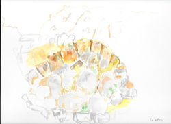 lakotes to aloni 2016