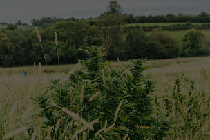 champs de chanvre bio-Oihana-produits CBD-bien être-chanvre cultivé au Pays basque_edited.