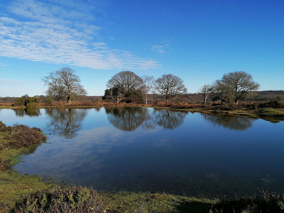 New Forest Pond