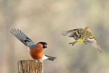 Bullfinch and Eurasian Siskin.jpg