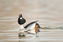 Male Common Goldeneye, courtship display