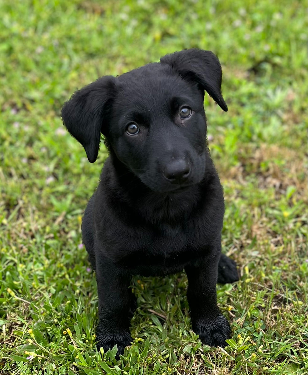 Lab Puppy Eyes