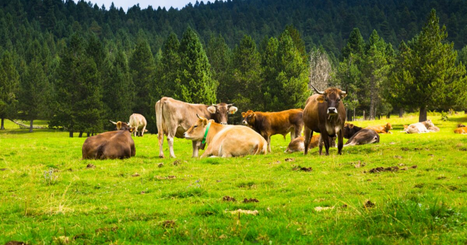 7 Vacas e um sonho