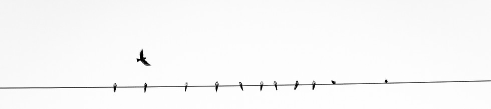 Birds on Power Line