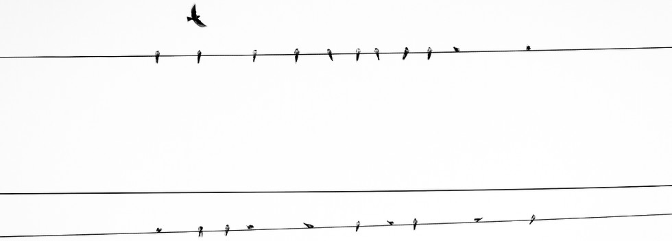Oiseaux sur Power Line