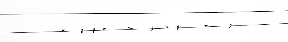 Birds on Power Line