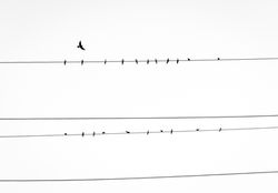 Birds on Power Line