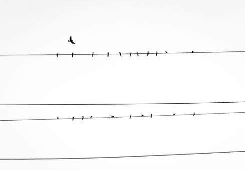 Birds on Power Line