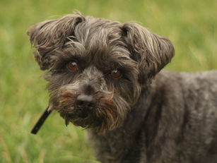Pepper | Miniature Schnauzer | Canyon Lake, CA - In Training