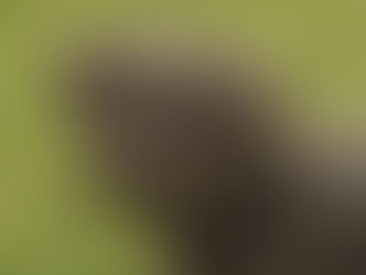 Pepper | Miniature Schnauzer | Canyon Lake, CA - In Training