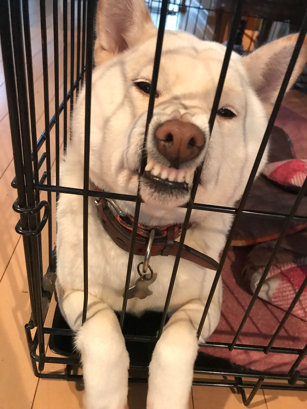 暇な犬卍