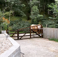 Visitor from the farm