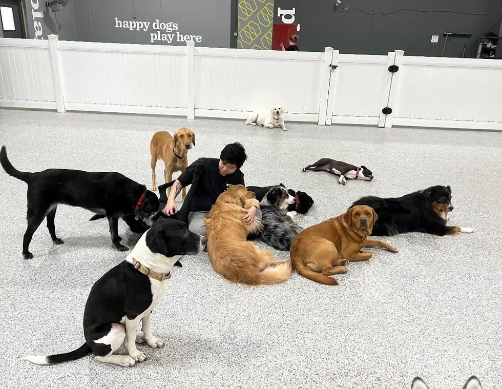 Enhance Your Bond: Effective Dog Training Techniques