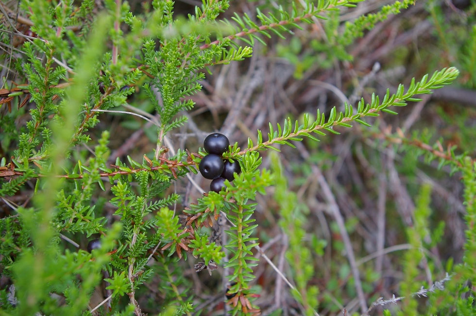 Võib vaadata lähedalt