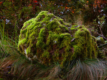 Mossy rock in a forest being lit by the glow of the sunrise