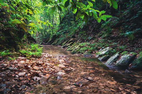 a pristine creek runs through a narrow valley, surrounded by a dense forest on its banks