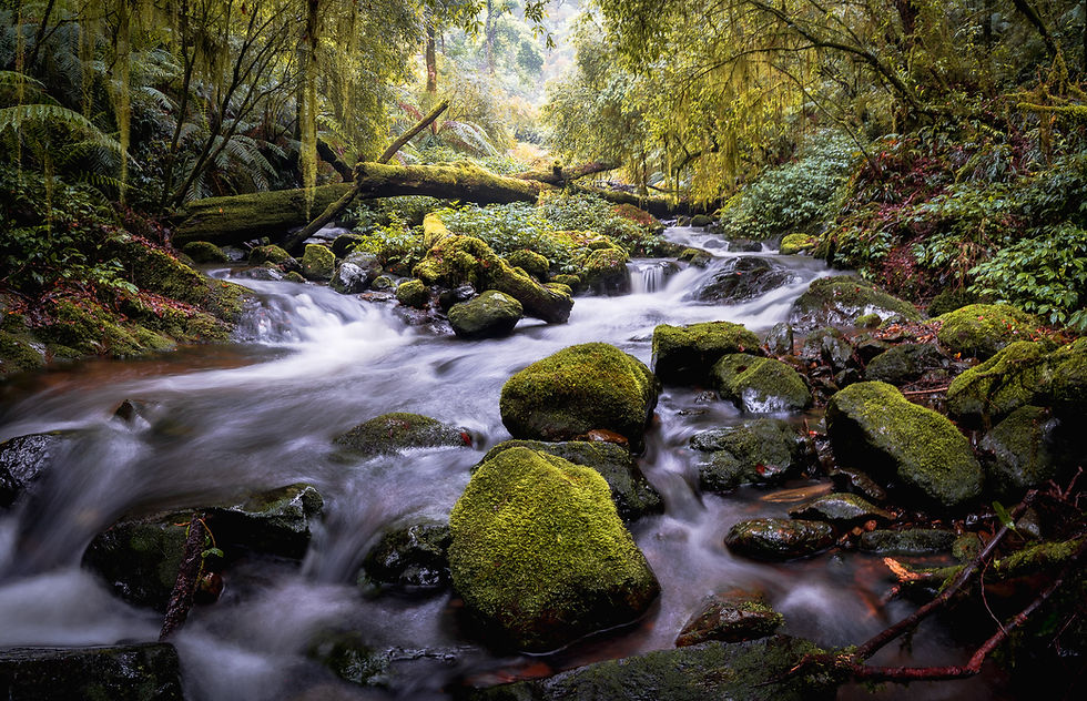 Gondwana Rainforest