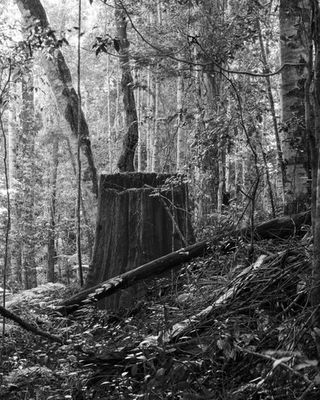 Black and white image. An old tree stump that was cut down by longer 100 years ago sits in a regrowth forest