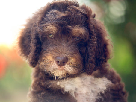 Mistakes New Puppy Owners Make During the First Week Home