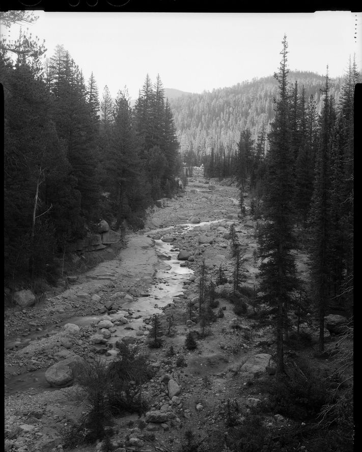 black and white photo of a river leading away through a pine forest