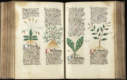 Le piante medicinali