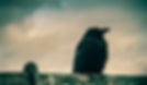 FRENCH CROW_edited.jpg