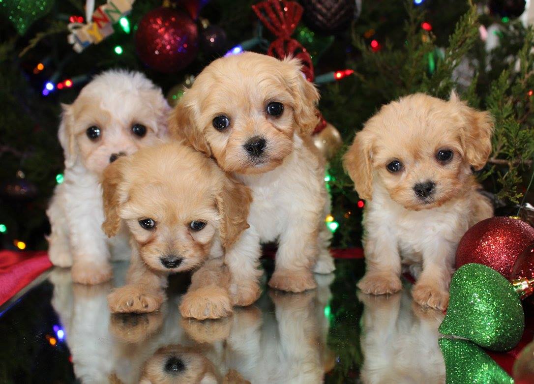 black powder farm little dogs