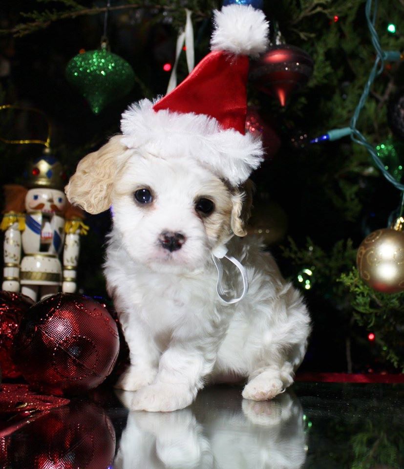 black powder farm little dogs