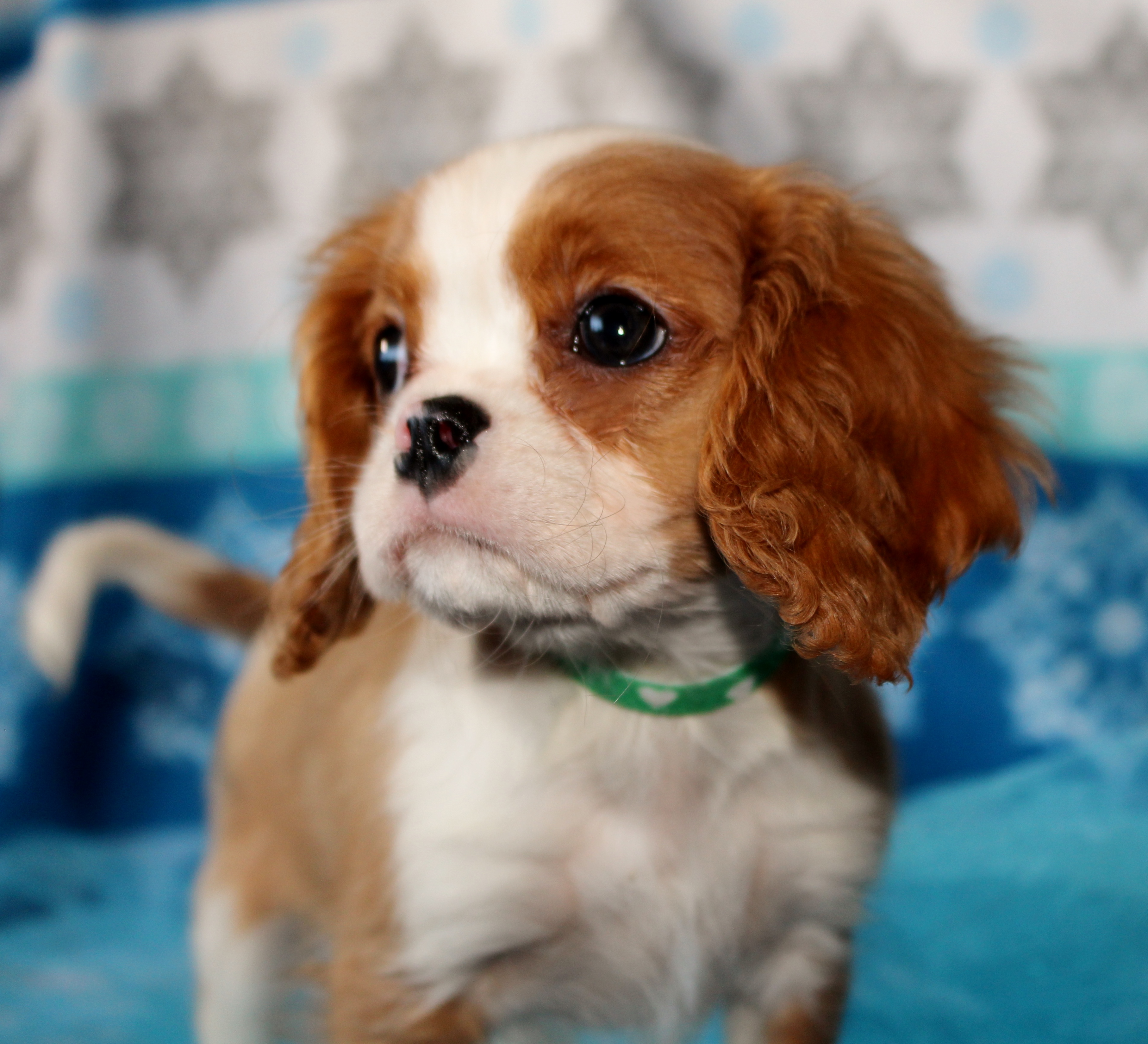 black powder farm little dogs