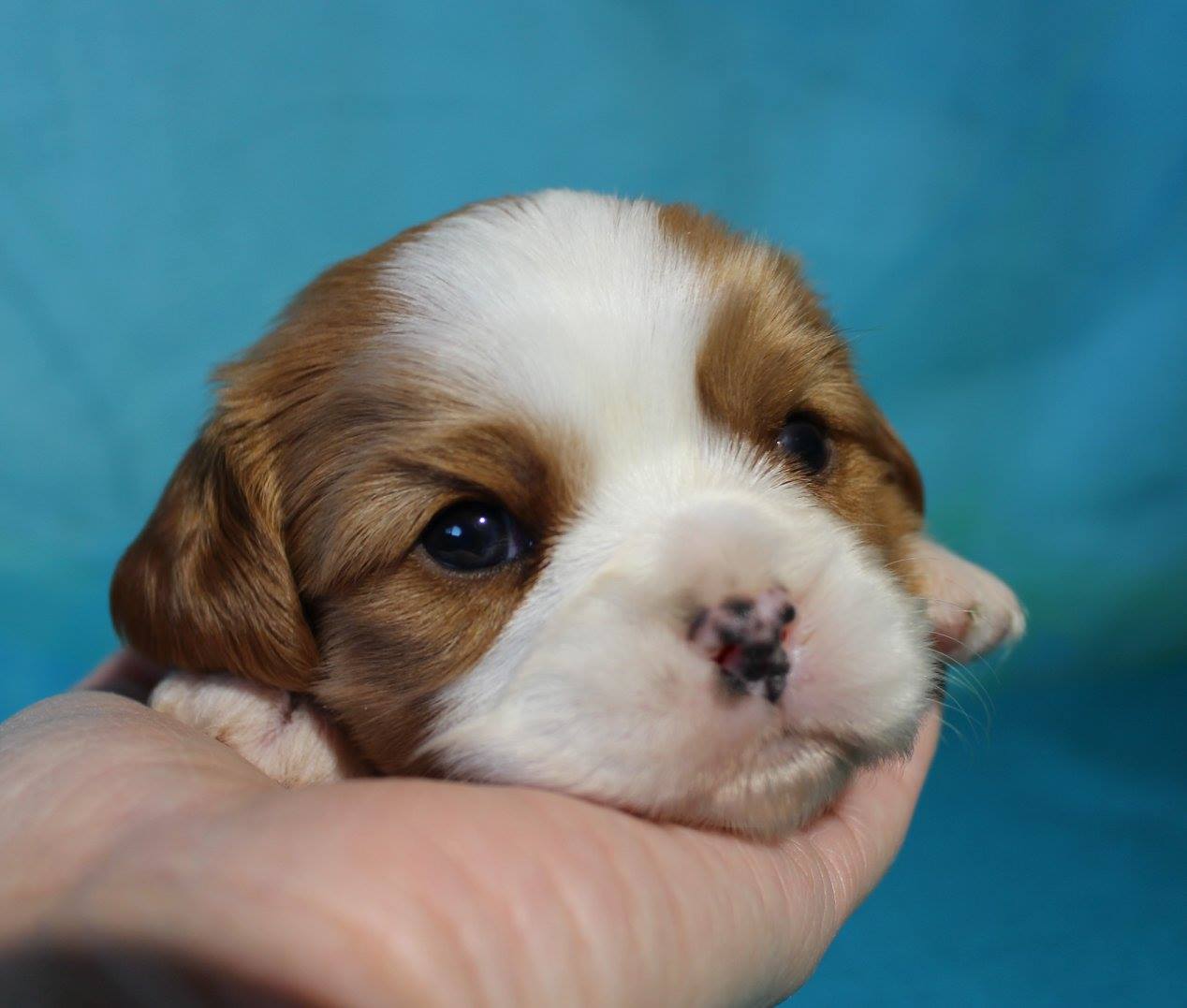 black powder farm little dogs