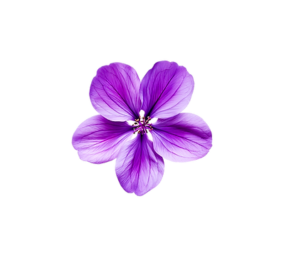 flor.png