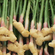 GINGER.jpg