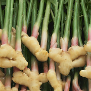GINGER YOUNG.jpg