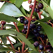 NATIVE ALPINE PEPPER.jpg