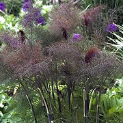 BRONZE FENNEL.jpg