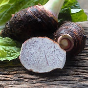 TARO (2).jpg
