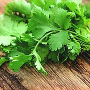 CORIANDER 2 (2).jpg