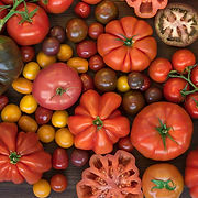 TOMATOES (2).jpg