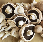 MUSHROOMS (2).jpg